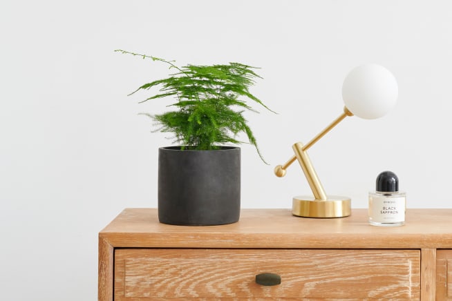 Asparagus fern in a dark concrete pot on a desk